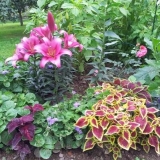 Kako i kada saditi ljiljane